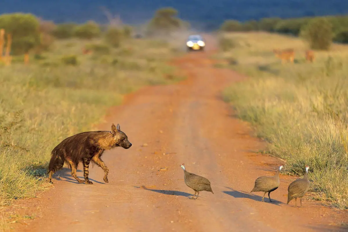 Madikwe Game Drive 2