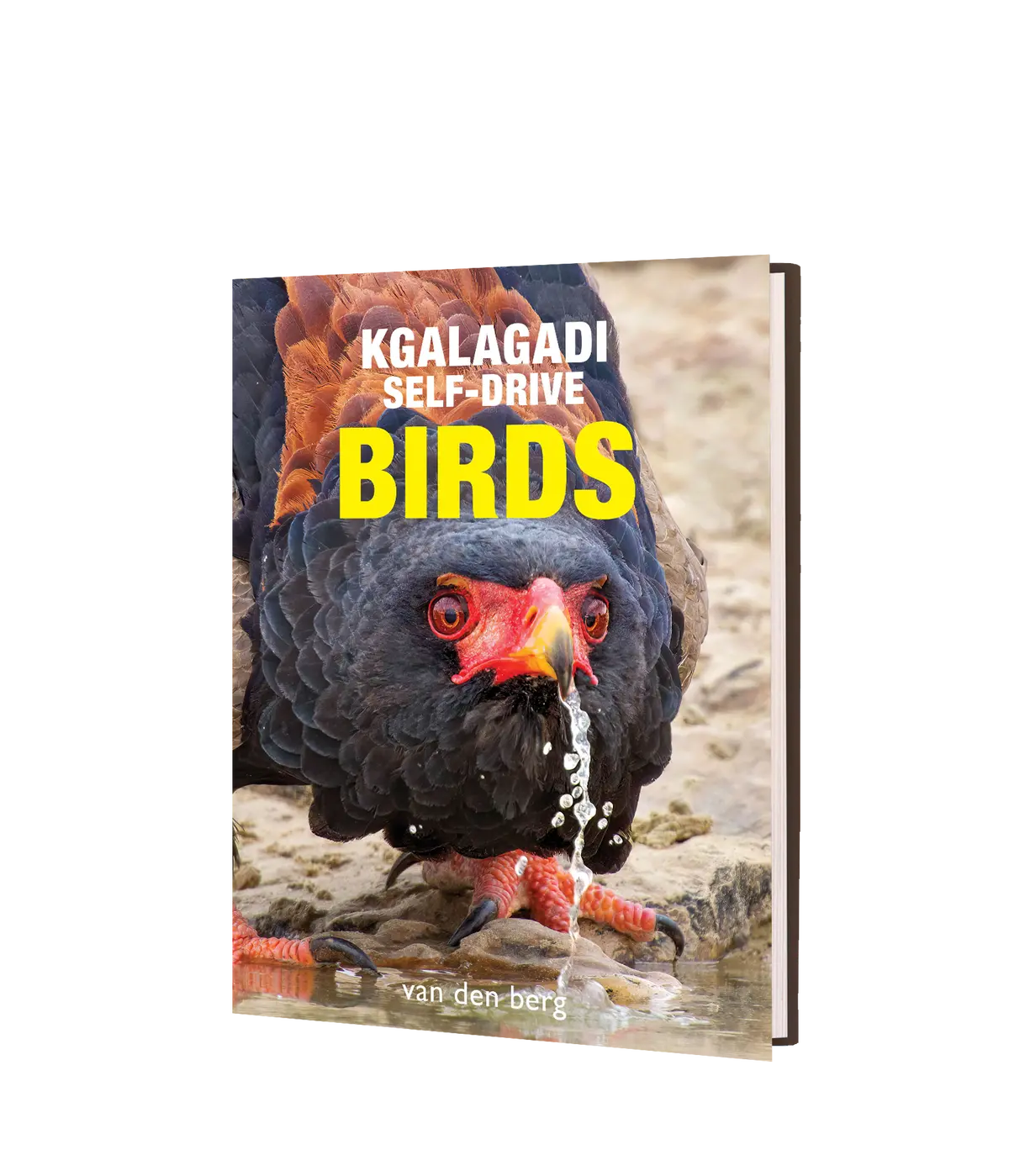 Kgalagadi Self-Drive Birds 1