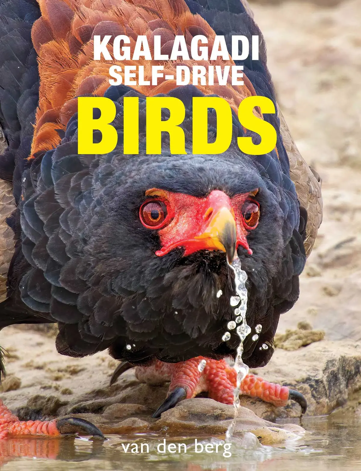Kgalagadi Self-Drive Birds 2