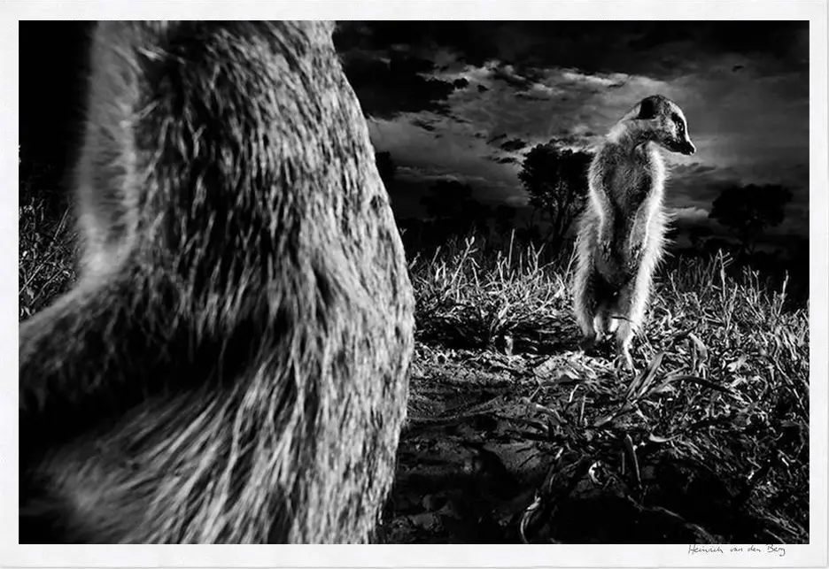 Meerkats Fine Art Print 1