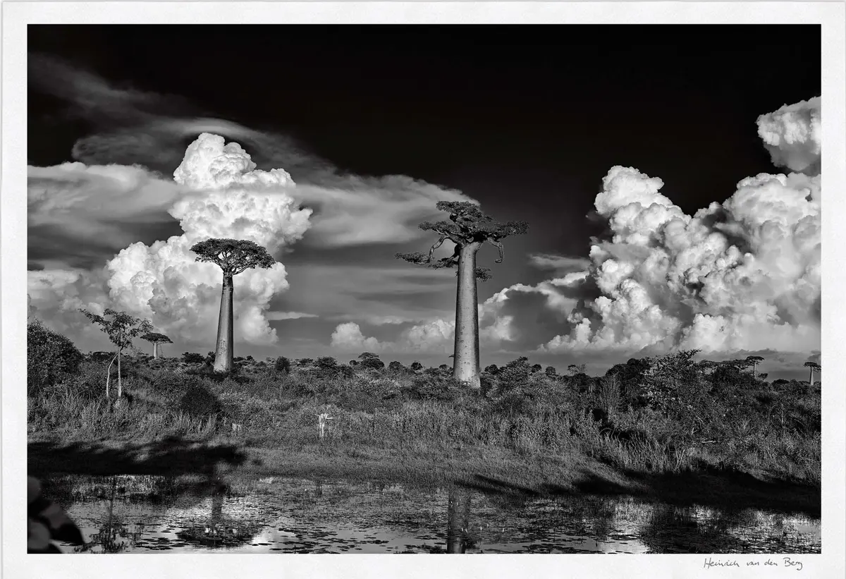 Two Trees Fine Art Print 1
