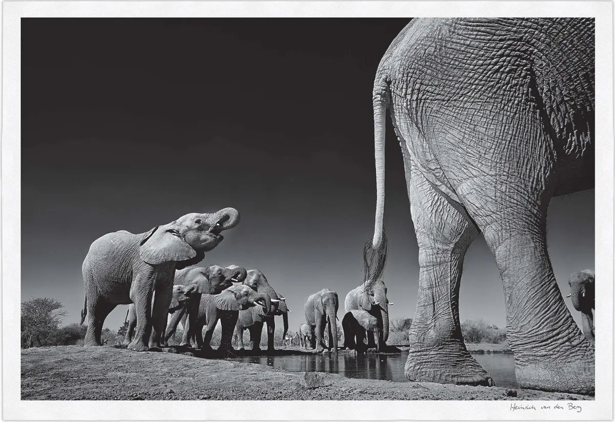 Elephant Walk Fine Art Print 1