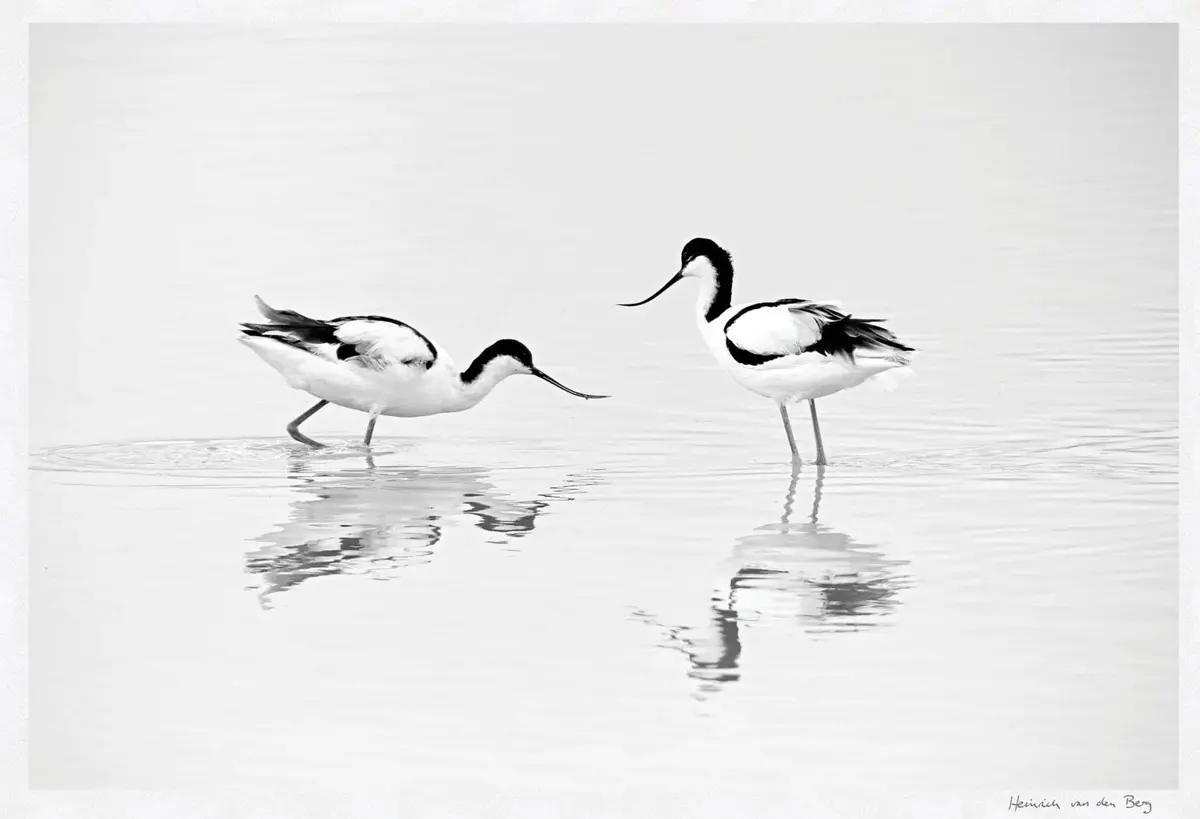 Black And White Bird Fine Art Print 1
