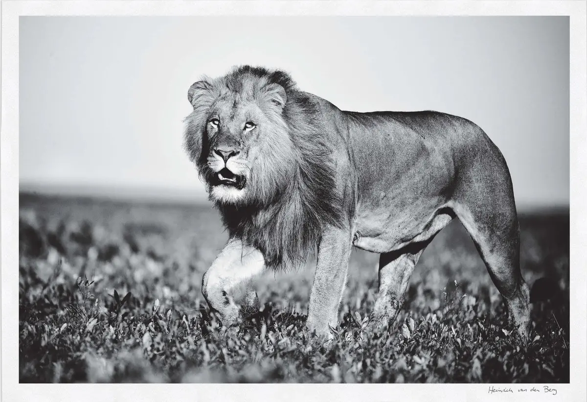 Lion Walking Fine Art Print 1
