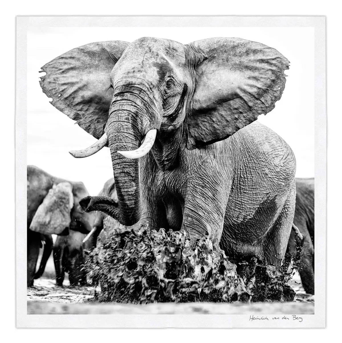 Elephant Ghost 12 1