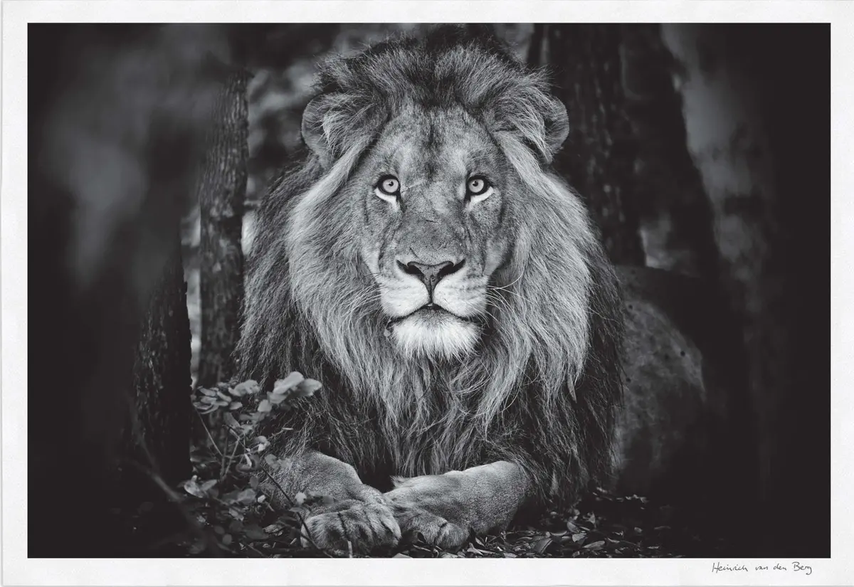 Lion Portrait Fine Art Print 1