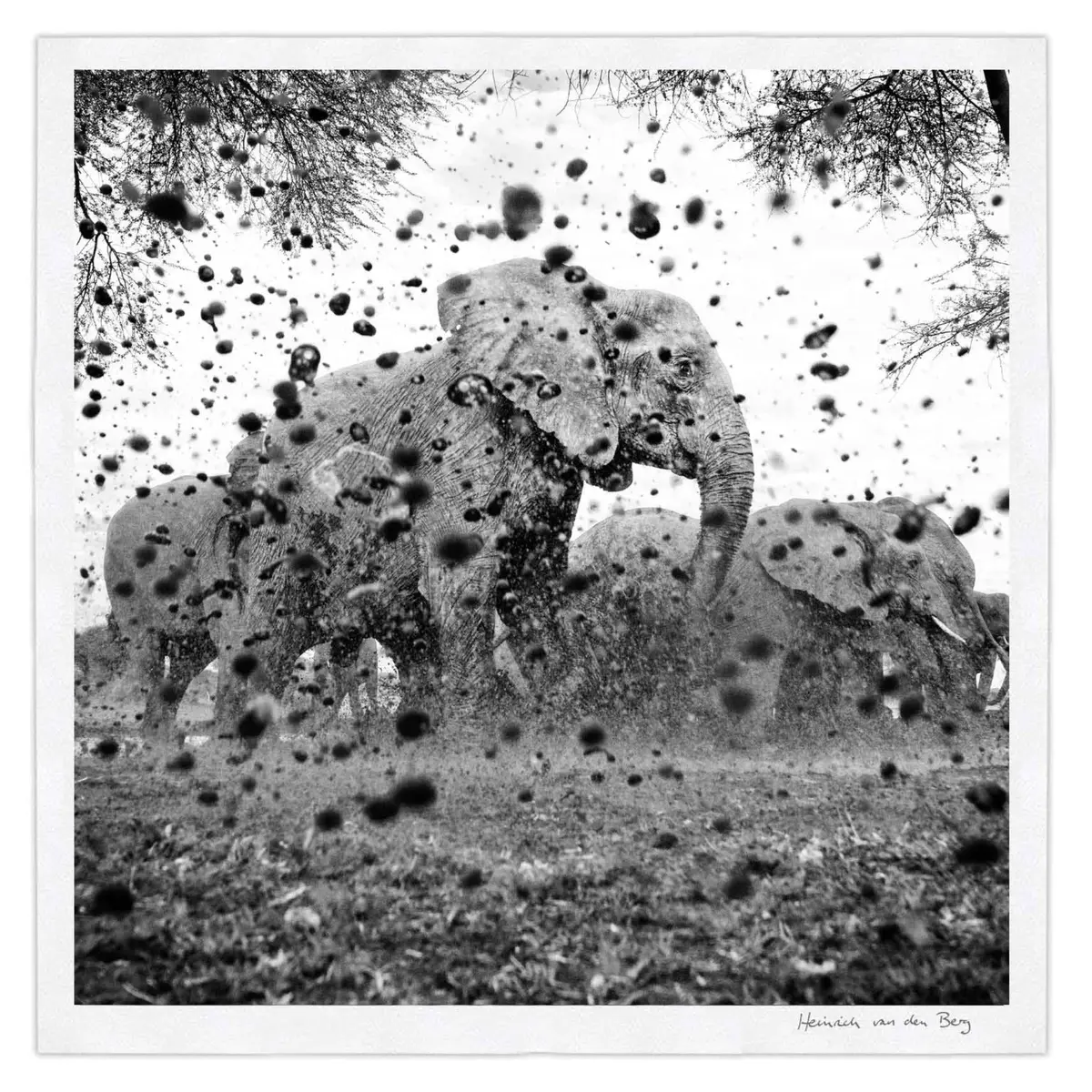 Elephant Ghost 11 1