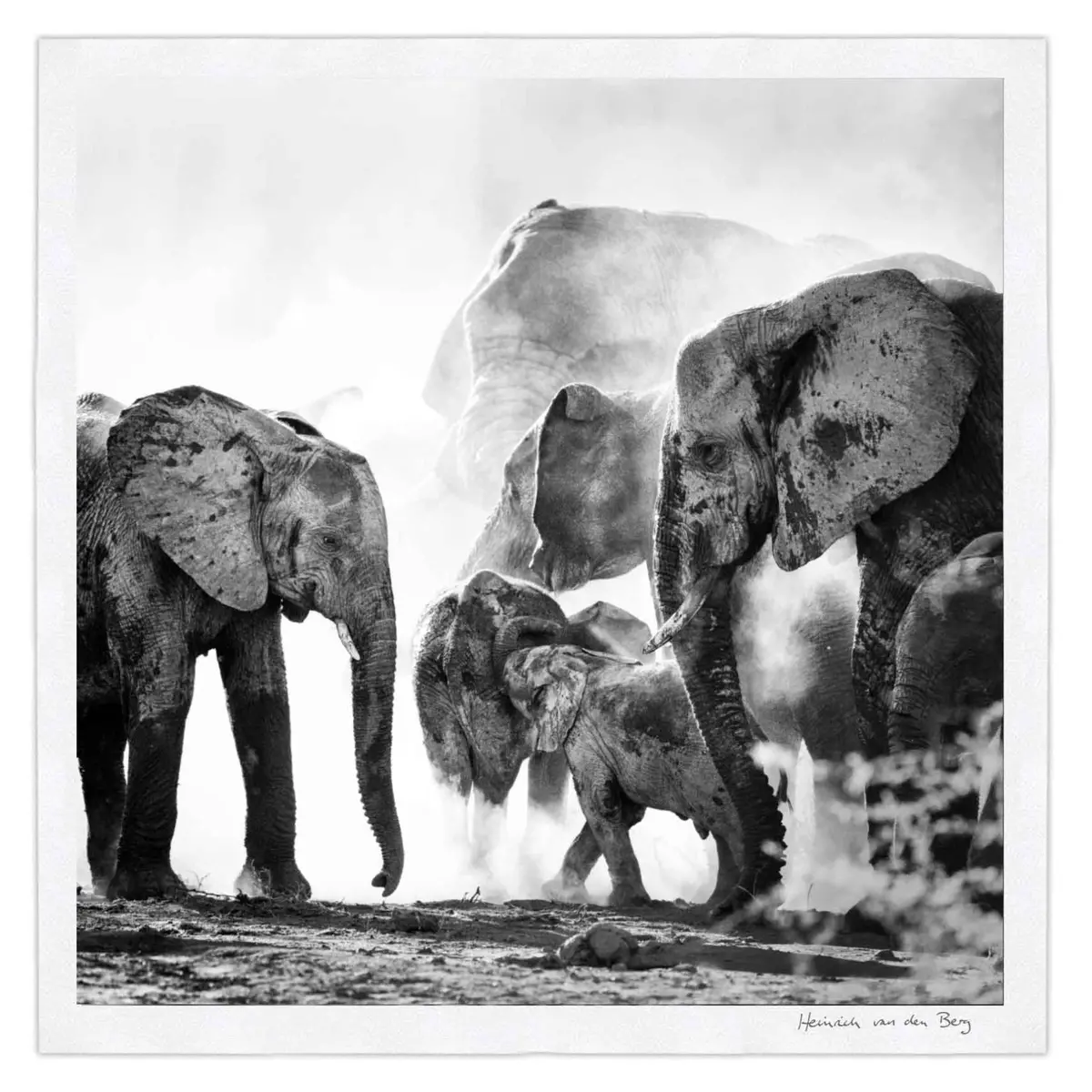Elephant Ghost 6 1