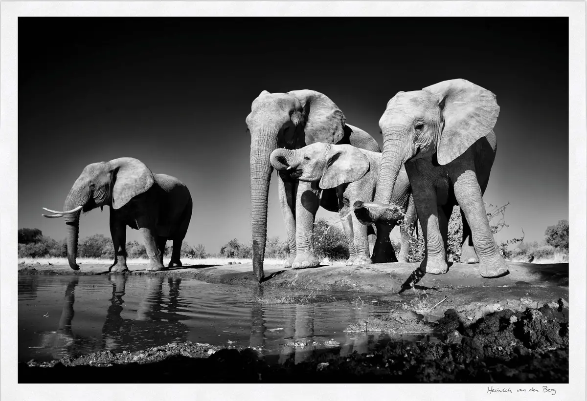 Elephants Drinking Fine Art Print 1