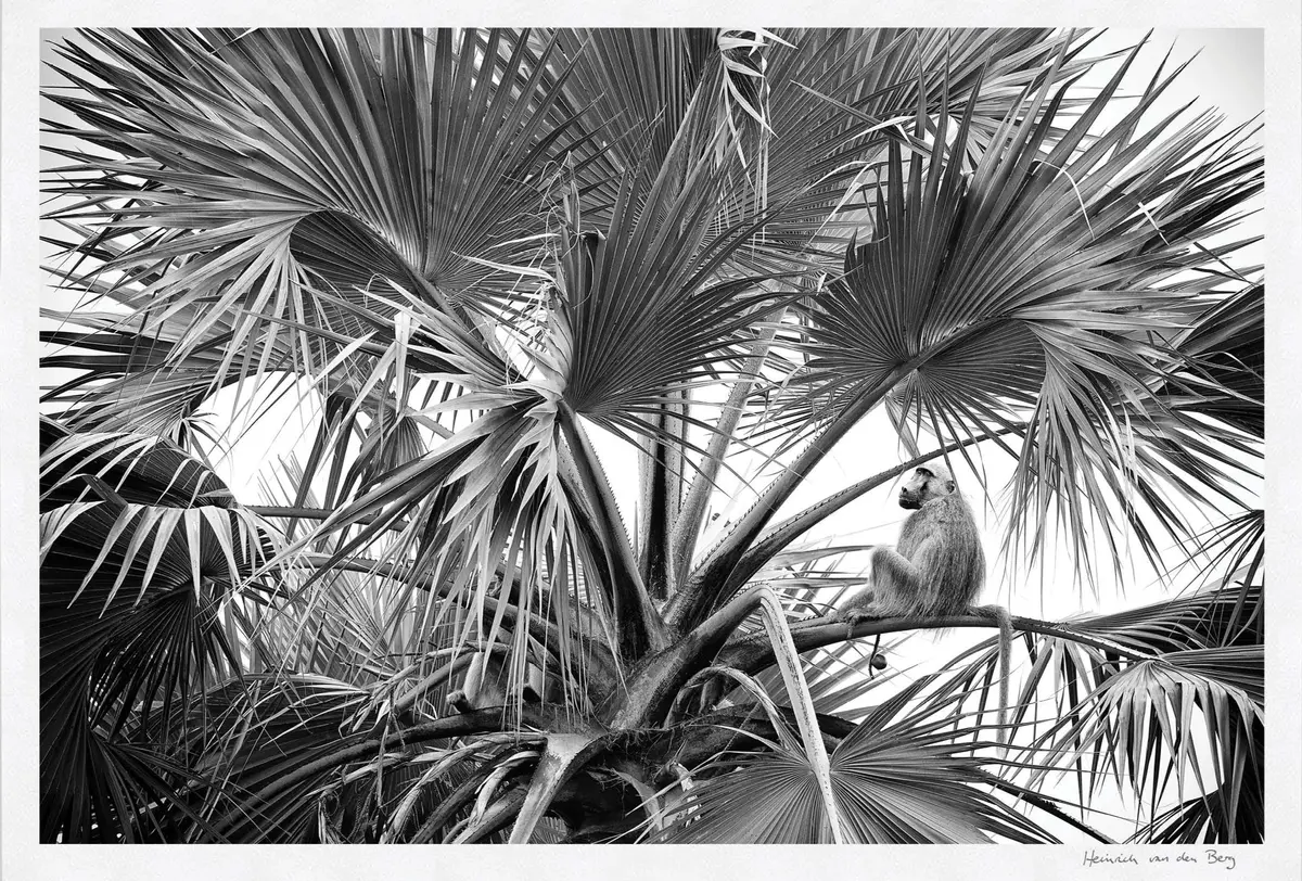 Baboon Amongst Leaves Fine Art Print 1