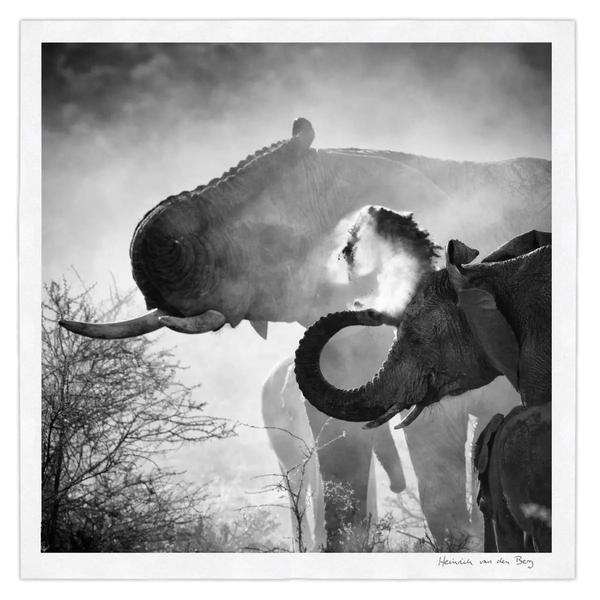 Elephant Ghost 5 1