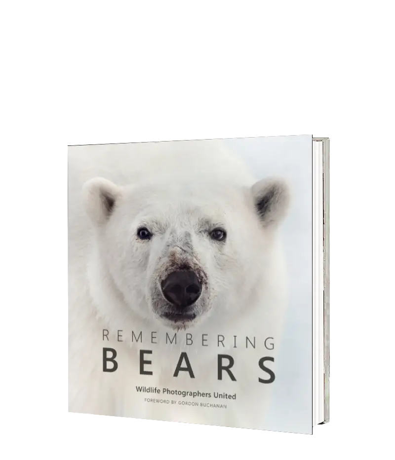 Remembering Bears 1