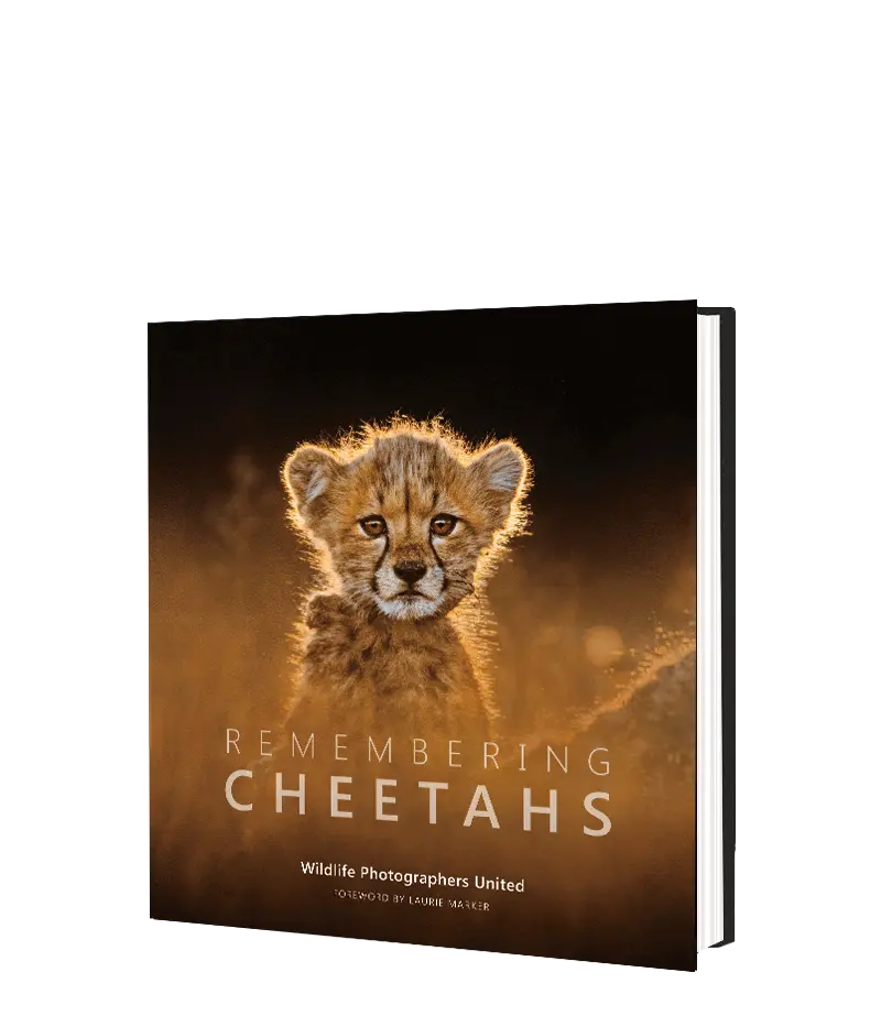 Remembering Cheetahs 1