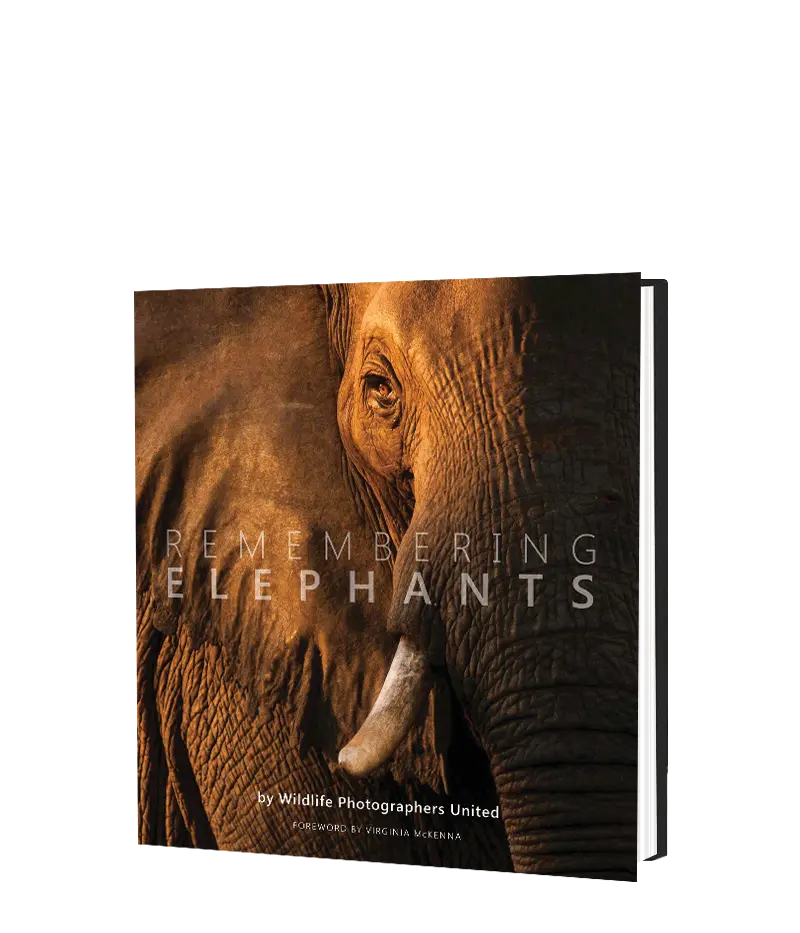 Remembering Elephants 1