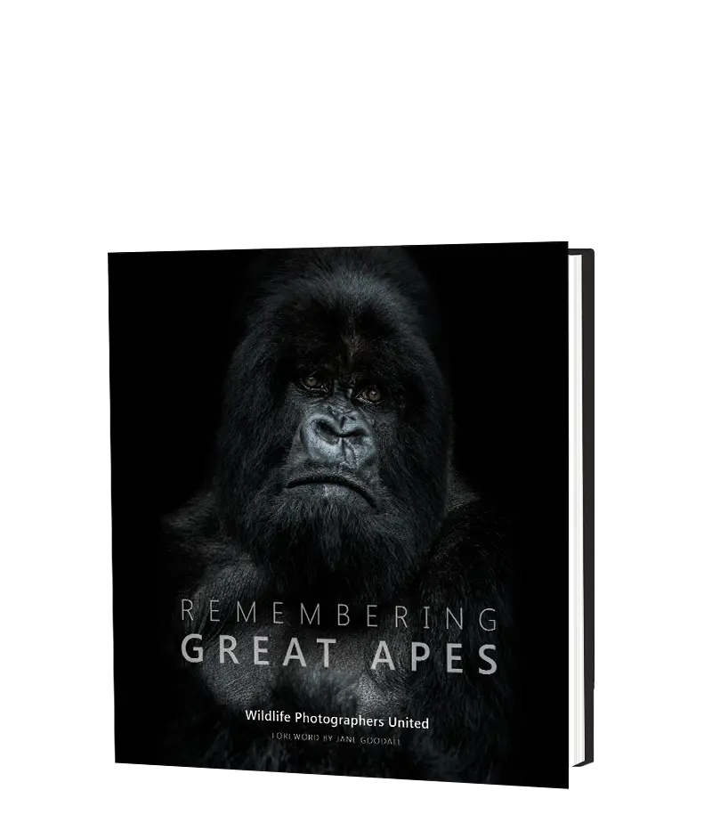 Remembering Great Apes 1