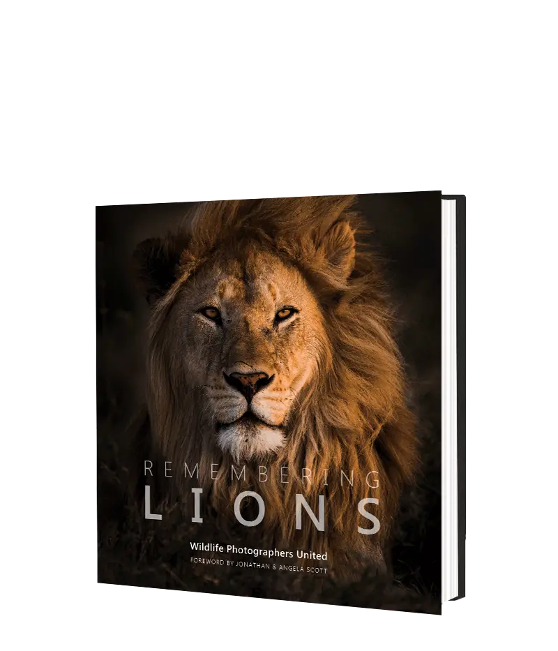 Remembering Lions 1