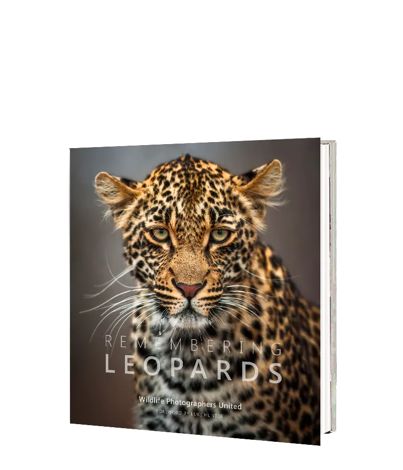 Remembering Leopards 1