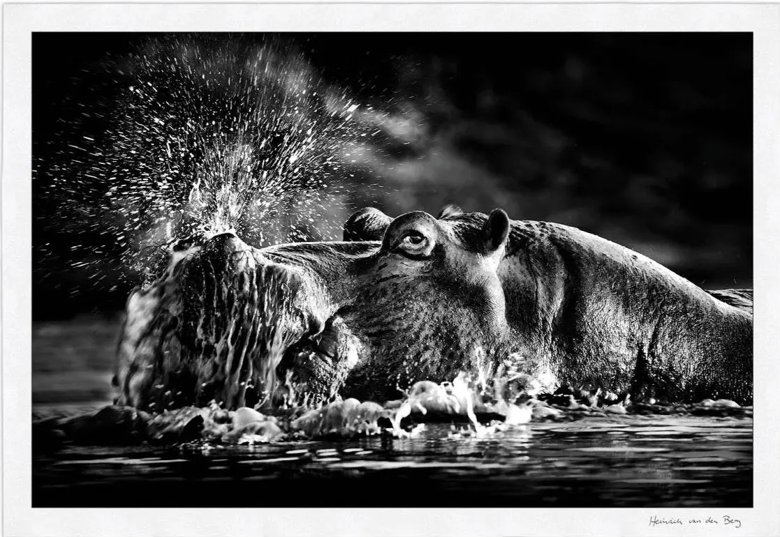Snorting Hippo Fine Art Print 1