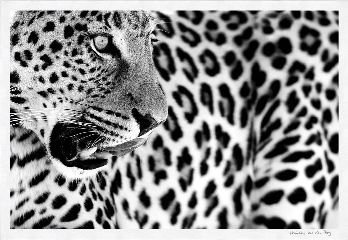 Leopard Spots Fine Art Print 1