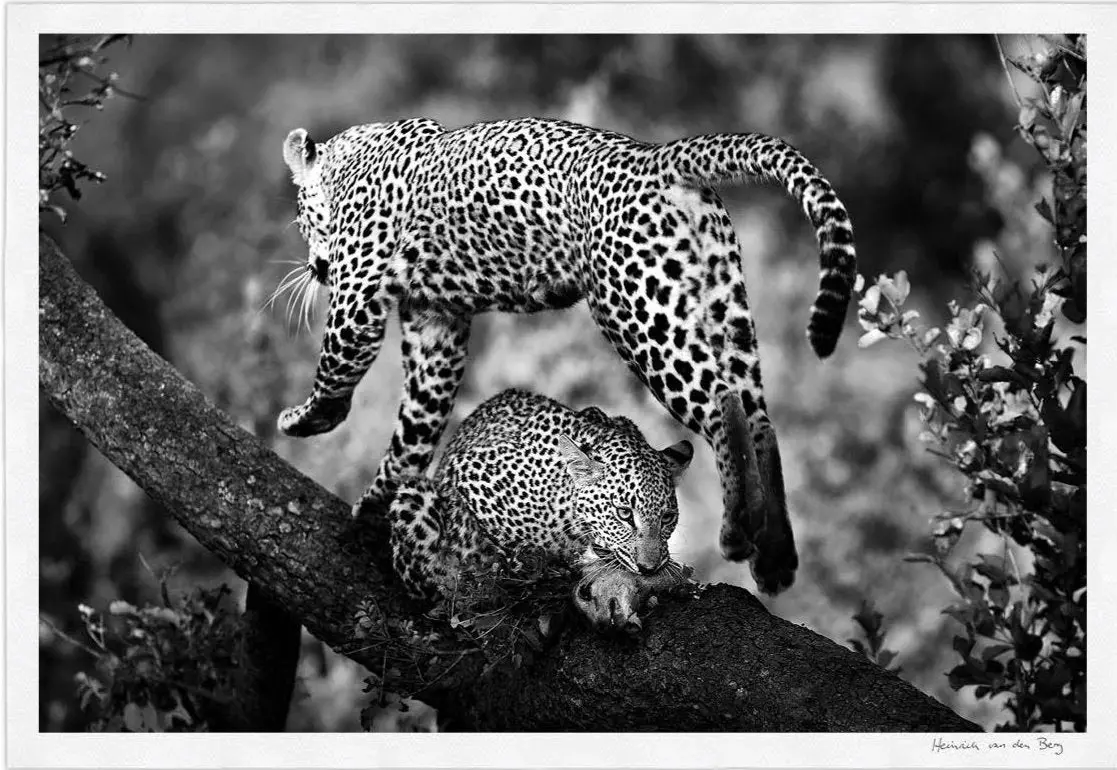 Leopard Body Fine Art Print 1