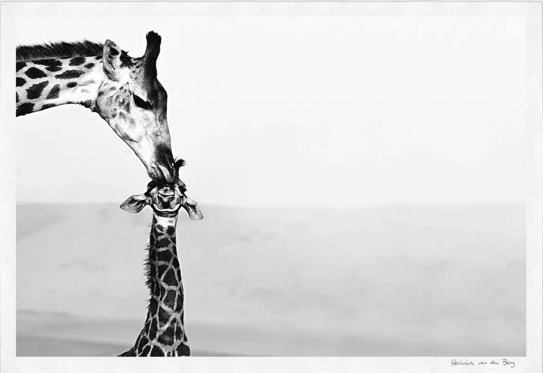 Giraffe With Young Fine Art Print 1