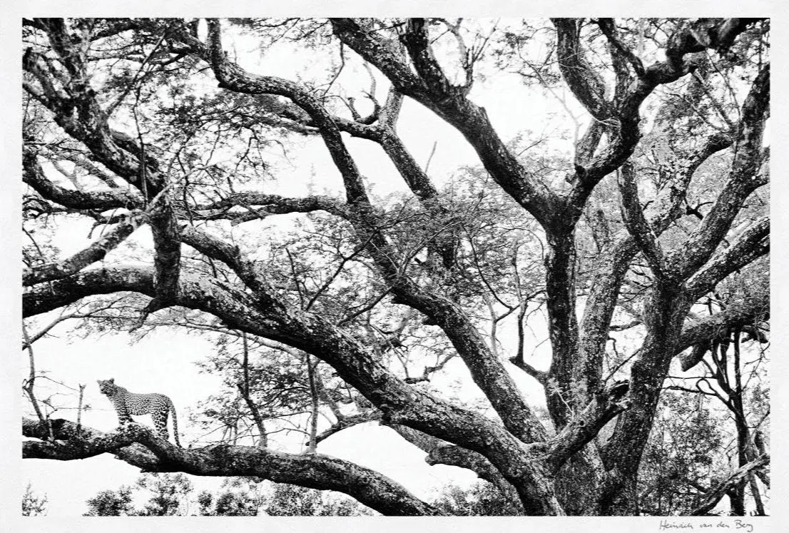 Leopard In Tree Fine Art Print 1