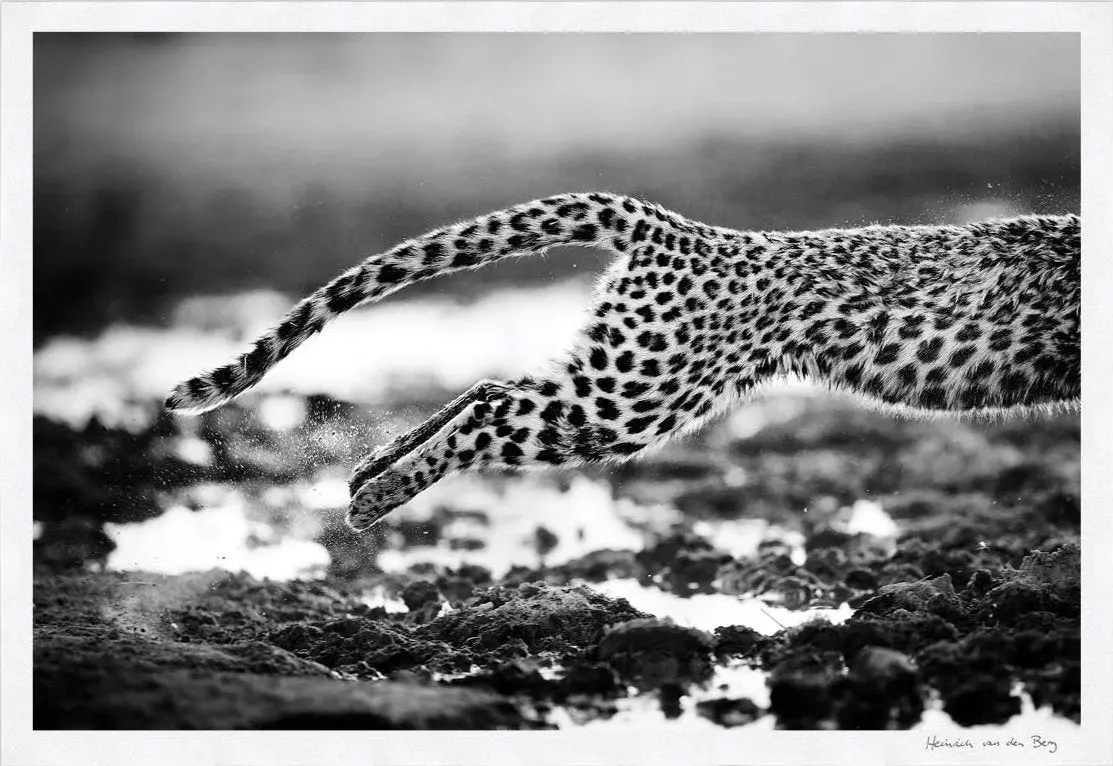 Leopard Jump Fine Art Print 1