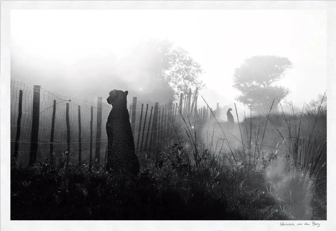 Cheetah Fence Limited Edition Fine Art Print 1