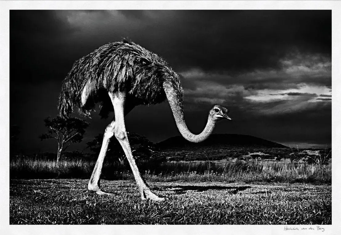 Ostrich Fine Art Print 1