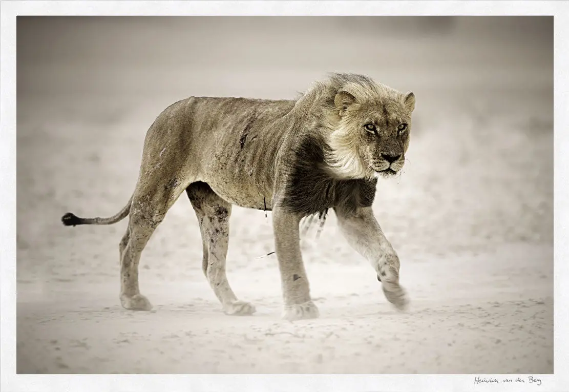 Lion In Dust Storm Fine Art Print 1