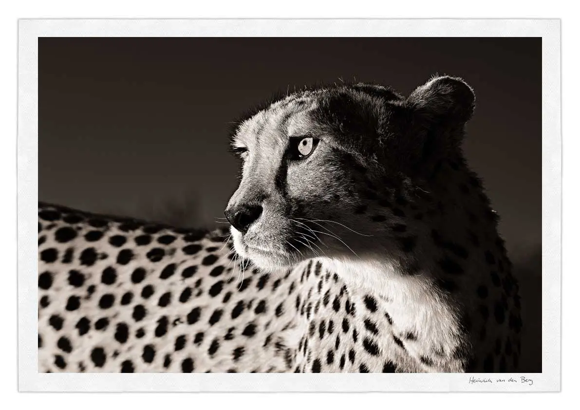 Cheetah Profile Fine Art Print 1