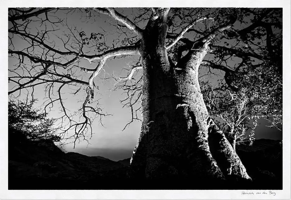 Baobab Fine Art Print 1