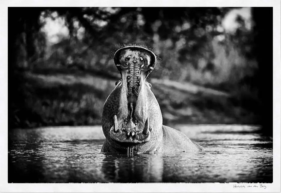 Hippo Fine Art Print 1